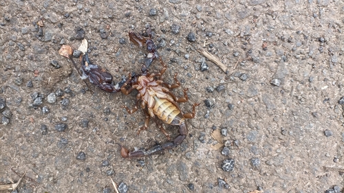 Photo of Giant Forest Scorpion (Gigantometrus swammerdami)