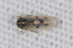 Macrosteles slossoni