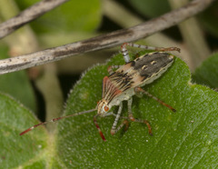 Hypselonotus punctiventris