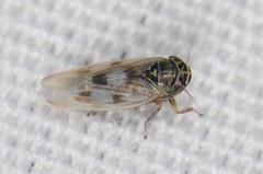 Macrosteles slossoni