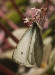 Dixeia charina