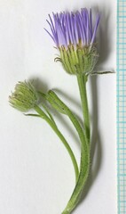 Erigeron corymbosus