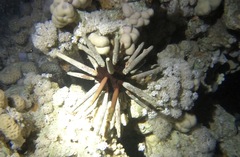 Phyllacanthus imperialis