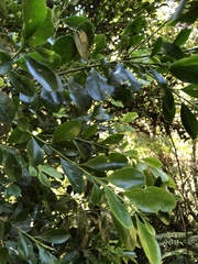 Ilex maximowicziana