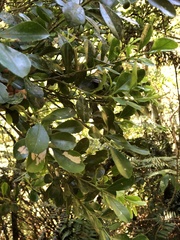 Ilex maximowicziana