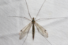 Nephrotoma cornicina