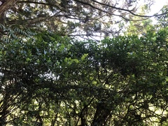Ilex maximowicziana