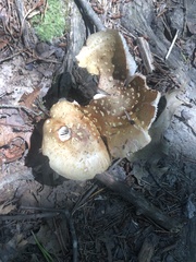 Amanita brunneolocularis