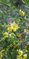 Heimia salicifolia