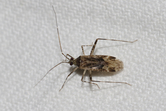 Phytocoris longipennis