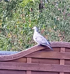 Columba palumbus