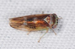Populicerus formosus