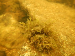 Fontinalis dalecarlica