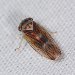 Populicerus formosus