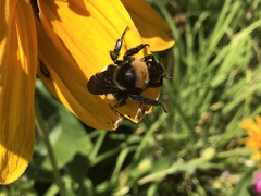 Bombus auricomus