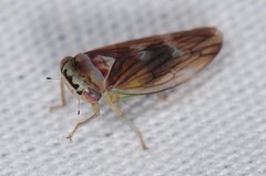 Populicerus formosus