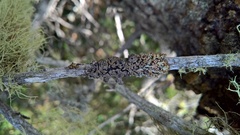 Hypogymnia austerodes