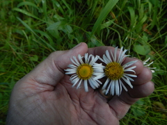 Erigeron coulteri