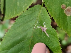 Caloptilia ostryaeella