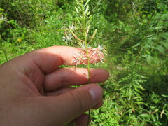 Oenothera filipes