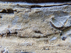 Hyphodontia arguta