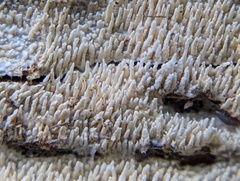 Hyphodontia arguta