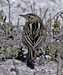 Anthus correndera