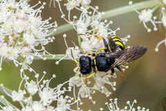 Ectemnius lapidarius