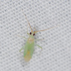 Blepharidopterus provancheri