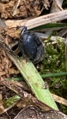 Onthophagus hecate