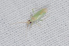 Blepharidopterus provancheri