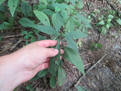 Rudbeckia tenax