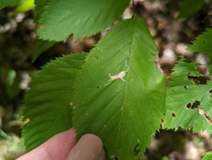 Caloptilia ostryaeella