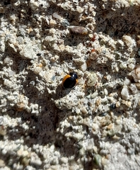 Ceratomegilla rufocincta