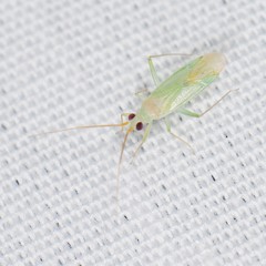 Blepharidopterus provancheri