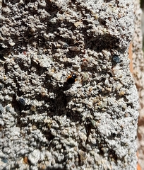 Ceratomegilla rufocincta