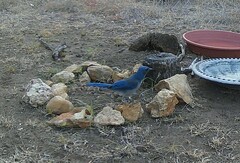 Aphelocoma woodhouseii texana