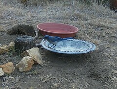 Aphelocoma woodhouseii texana