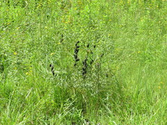 Baptisia australis aberrans