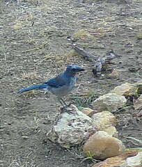 Aphelocoma woodhouseii texana