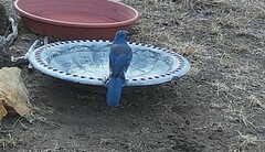 Aphelocoma woodhouseii texana