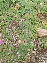 Havardia acatlensis