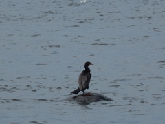 Phalacrocorax carbo
