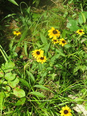 Rudbeckia tenax