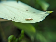 Triaenodes marginatus