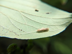 Triaenodes marginatus