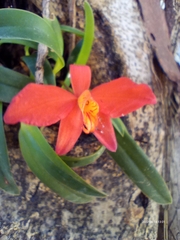 Cattleya coccinea