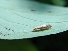 Triaenodes marginatus