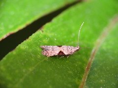 Aristotelia isopelta