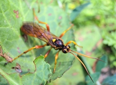 Callajoppa cirrogaster
